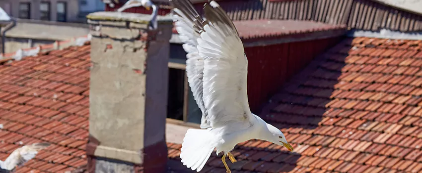 Residential Chimney Animal Removal Solution in Boise, ID